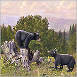 Wildlife Oil Paintings For Sale by Taylor White